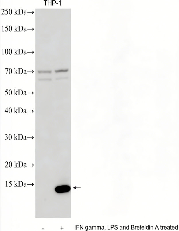 CXCL10/IP-10 Rabbit Polyclonal Antibody