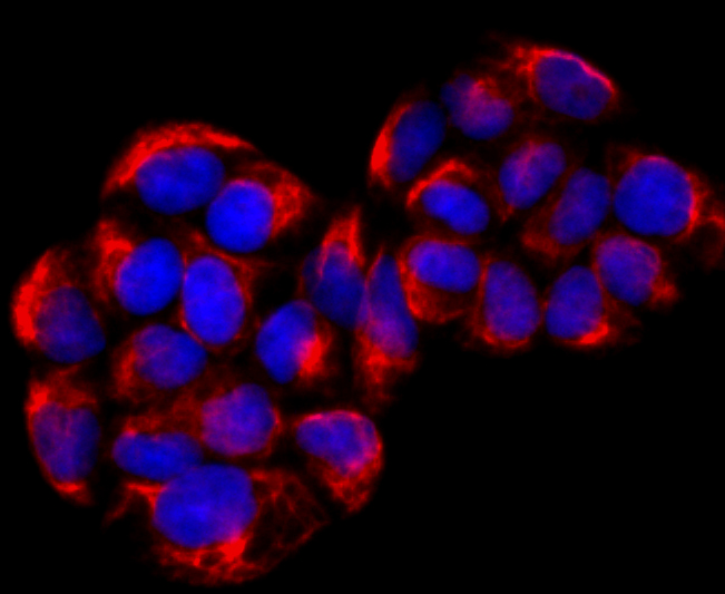 TRITC Conjugated Mouse IgG H&L Goat Polyclonal Antibody