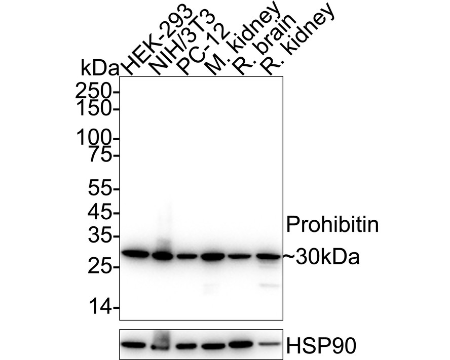 Prohibitin Rabbit Monoclonal Antibody(ARA729)