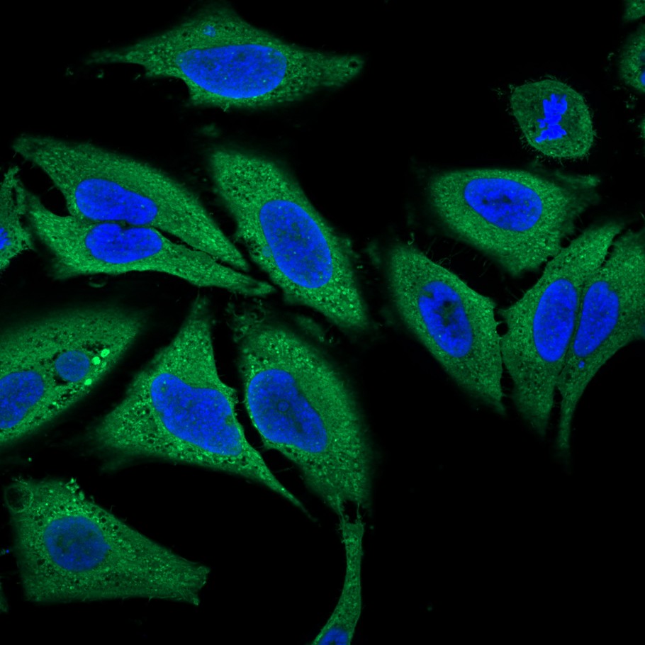 FITC Conjugated Goat IgG Rabbit Polyclonal Antibody
