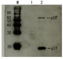 HIV1 p17 Rabbit Polyclonal Antibody