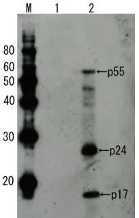HIV1 p55 Rabbit Polyclonal Antibody