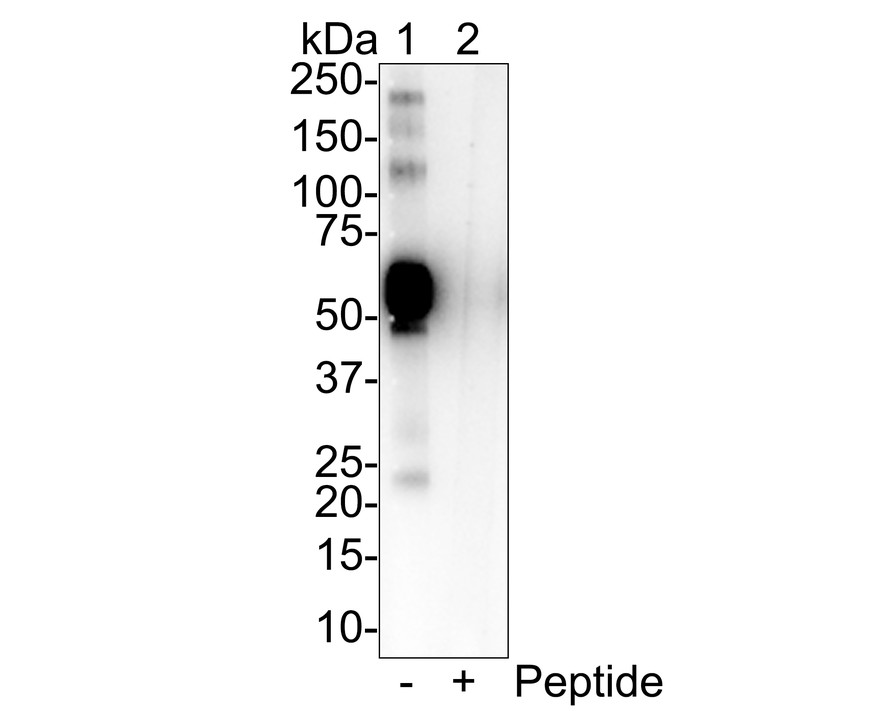 OLFM4 Rabbit Monoclonal Antibody(ARA717)