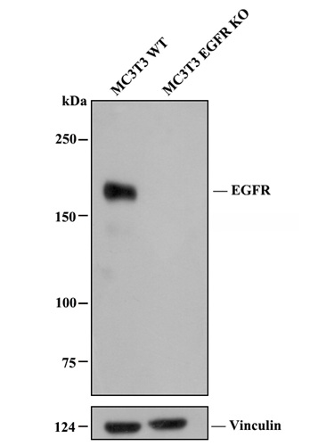EGFR Rabbit Monoclonal Antibody(ARA715)
