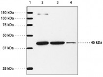 IP Receptor Rabbit Polyclonal Antibody