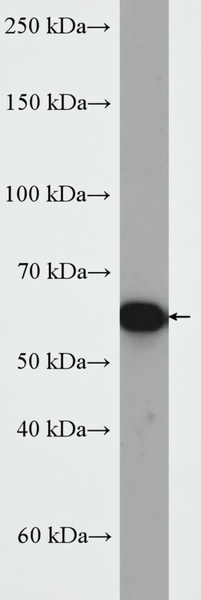 Serpina3k Rabbit Polyclonal Antibody