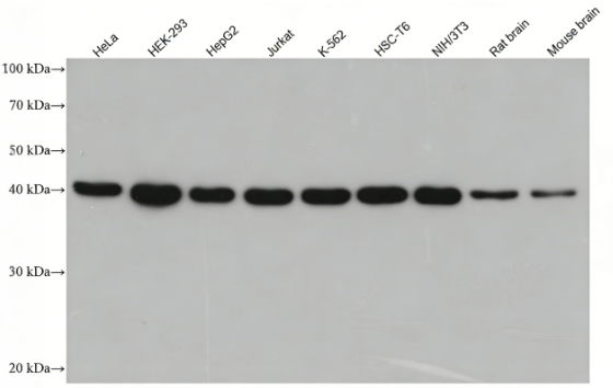 HRP-conjugated Rabbit IgG(H+L) Multiclonal Goat Monoclonal antibody