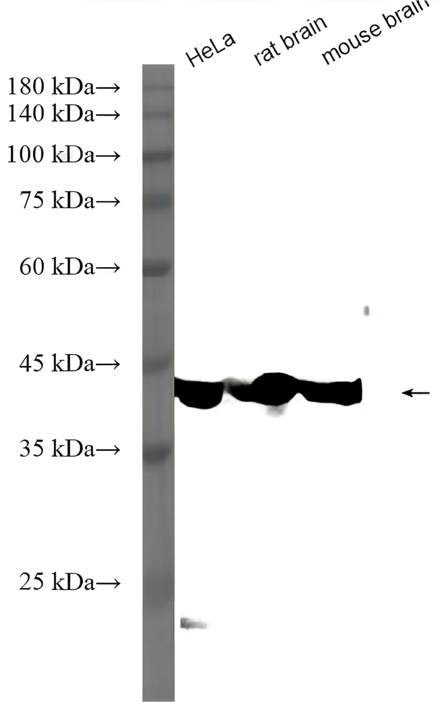 HRP-conjugated Beta Actin Rabbit Monoclonal antibody(ARA694)