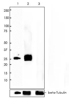 HA tag Rabbit Monoclonal Antibody(ARA782)