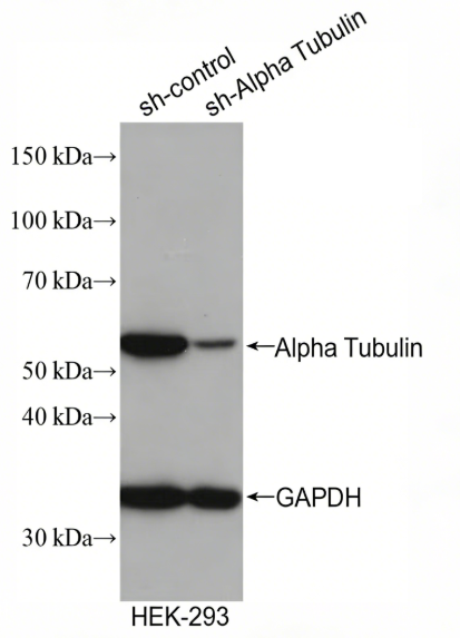 Alpha Tubulin Rabbit Monoclonal Antibody(ARA690)