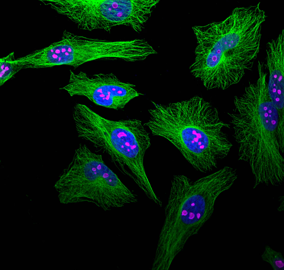 AREX&reg;&nbsp;Fluor 647 Mouse IgG(H+L) Multiclonal Goat Monoclonal antibody