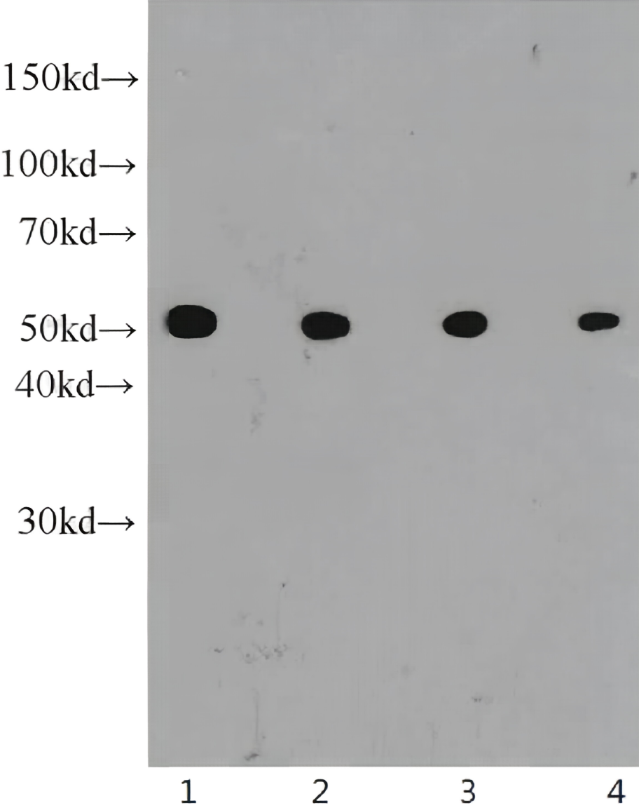 MYC tag Rabbit Monoclonal antibody(ARA678)