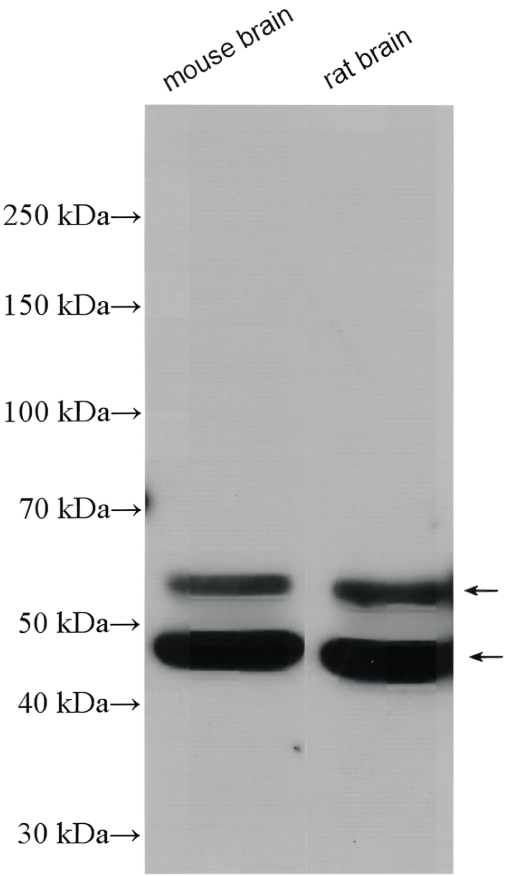 CaMKII alpha Rabbit Polyclonal Antibody