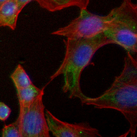 Apolipoprotein A1 Rabbit Monoclonal Antibody(C4062)