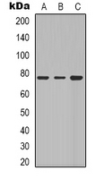 Beta-galactosidase Rabbit Polyclonal Antibody