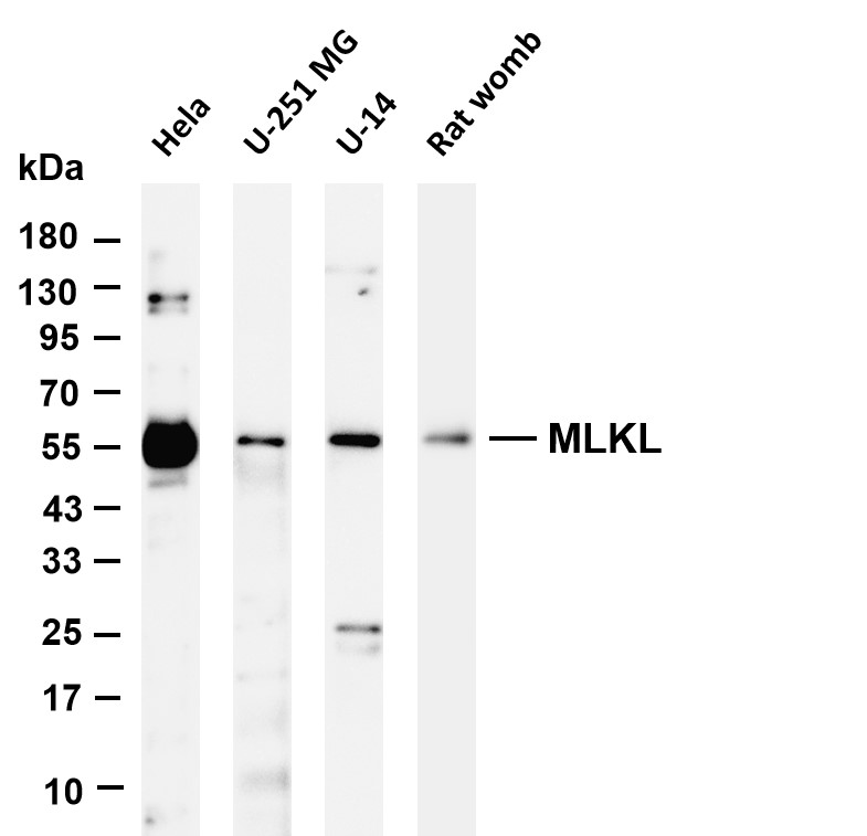 MLKL Rabbit Monoclonal Antibody(ARA654)
