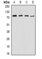 ASMTL Rabbit Polyclonal Antibody