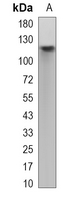 MCM2 Rabbit Monoclonal Antibody(C4064)