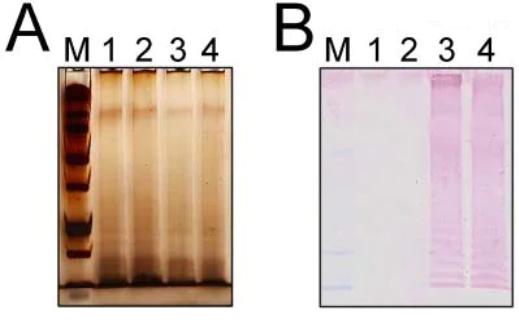 Salmonella typhimurium LPS Mouse Monoclonal Antibody(ARA669)