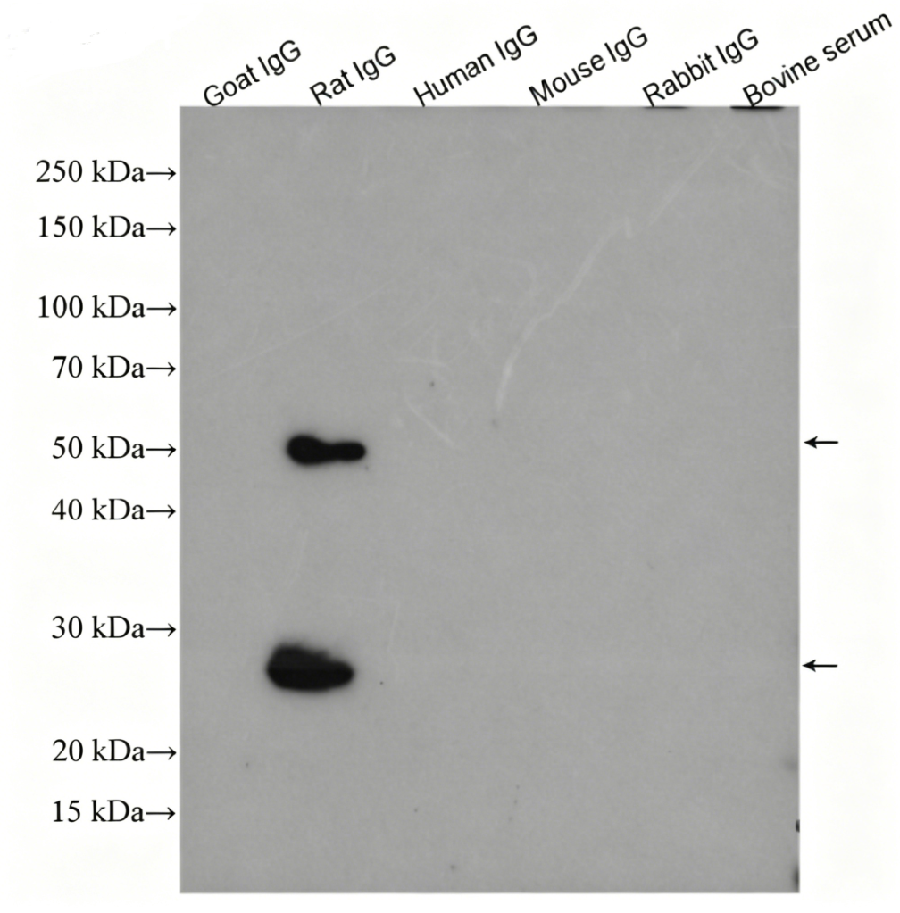 HRP-conjugated Rat IgG(H+L) Goat Antibody