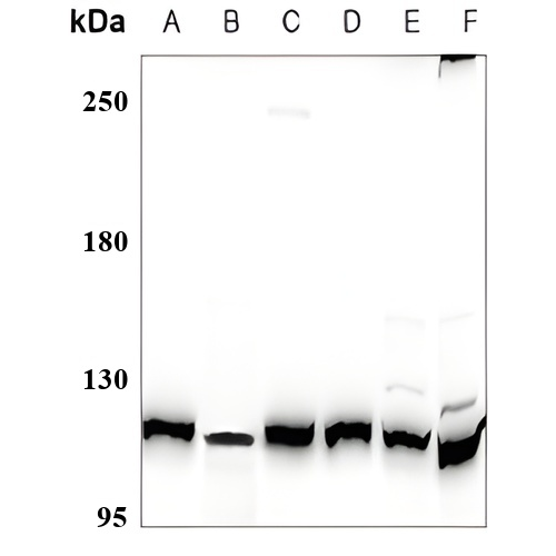 AXL Rabbit Polyclonal Antibody