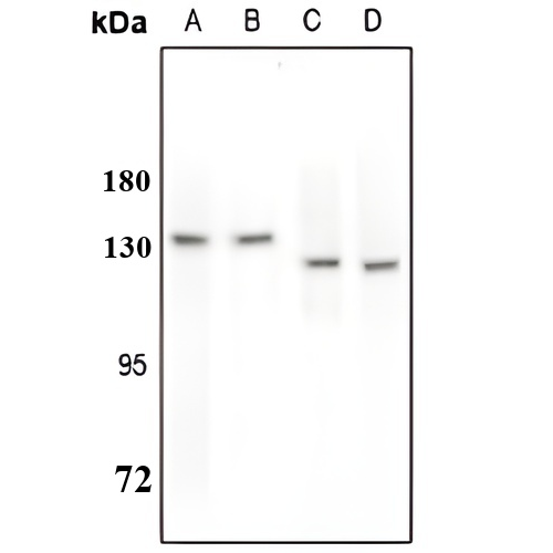 MERTK/TYRO3 (Phospho-Y749/681) Rabbit Polyclonal Antibody