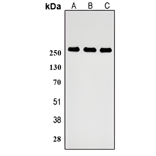 ABCA4 Rabbit Polyclonal Antibody