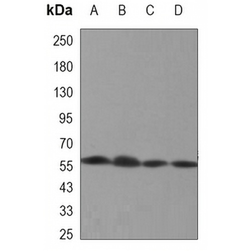 Lamin B1 Mouse Monoclonal Antibody(C3406)