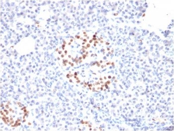 Nkx 6.1 Mouse Monoclonal Antibody(ARA647)