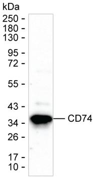 CD74 Mouse Monoclonal Antibody(ARA635)