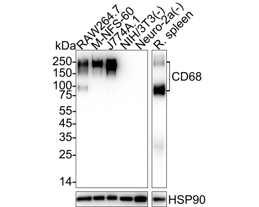 CD68 Rabbit Monoclonal Antibody(ARA633)