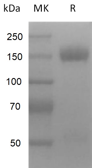 Recombinant Mouse VEGFR2 (C-Fc) Protein