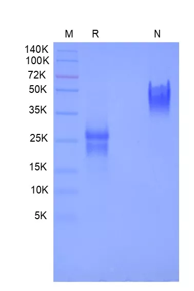 Recombinant Human Vascular Endothelial Growth Factor 165, Yeast-derived